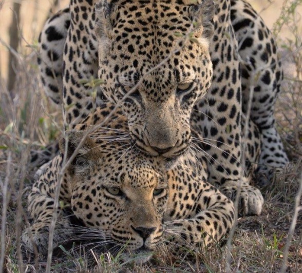 Detailed sequence of Mawelawela and Ntsumi mating, displaying their brief connection.