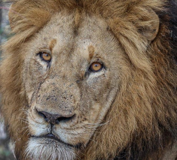 Gijima male lion standing with pride, embodying strength and readiness to protect his pride.