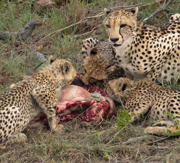 Sabi Sabi Franco Haycheetahs On Kill