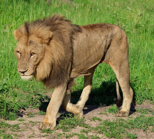 Sabi Sabi Jan Nel Kambula Male Lion Walking Sabi Sabi Jan Nel Kambula Male Lion Walking