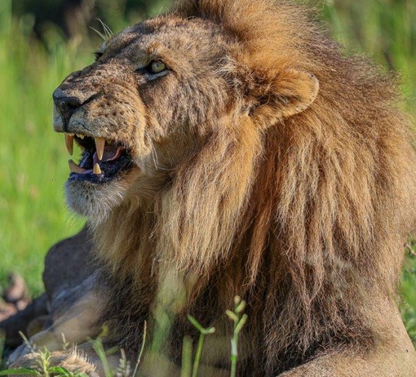Sabi Sabi Ruan Mey Kambula Male Lion Roar Sabi Sabi Ruan Mey Kambula Male Lion Roar