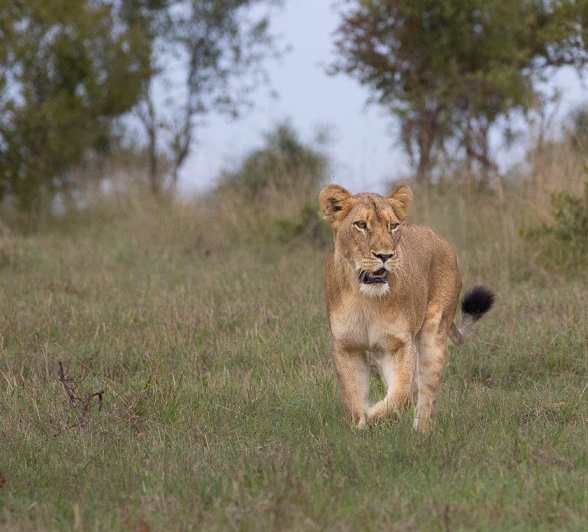 Sabi Sabi Ronald Mutero Sp
