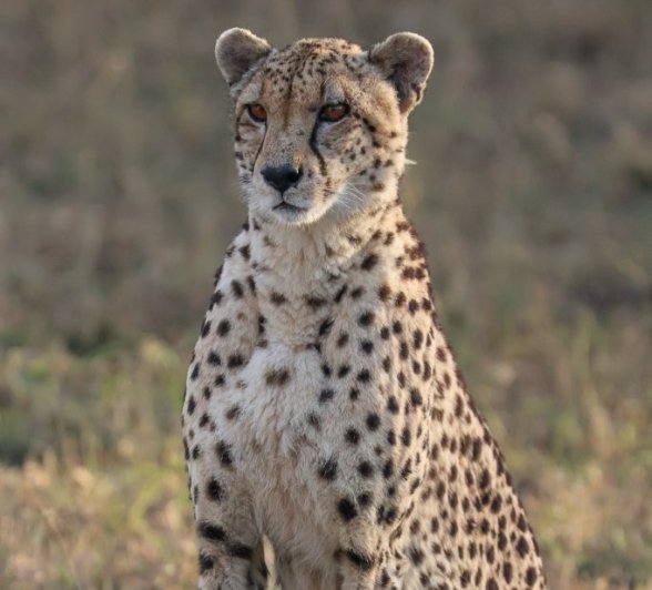 A cheetah sits in an open plain. A cheetah sits in an open plain.