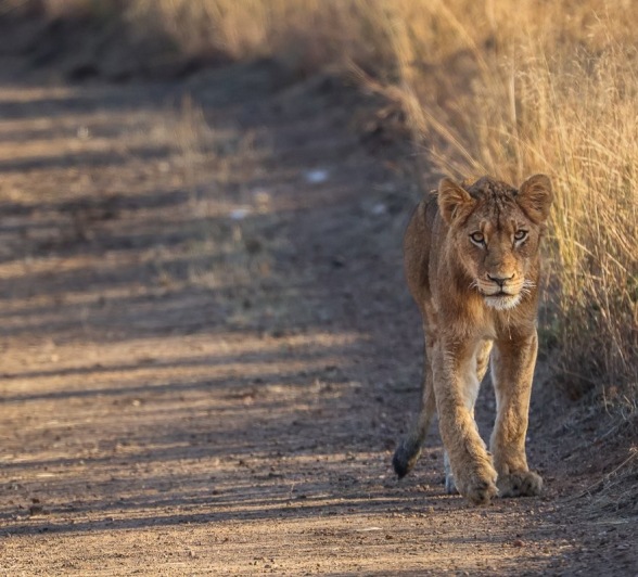 Sabi Sabi Ruan Mey Southern Pride
