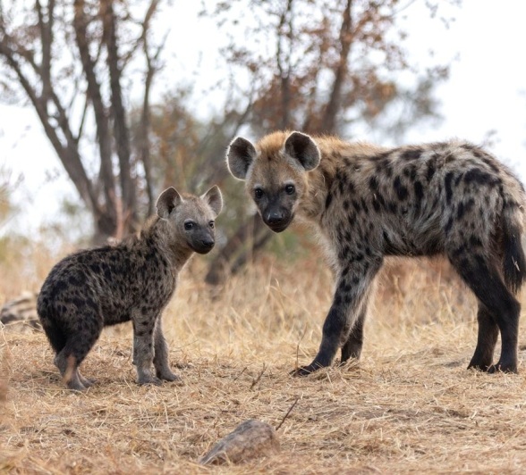 Sabi Sabi Benjamin Loon Hyena Pup And Adult