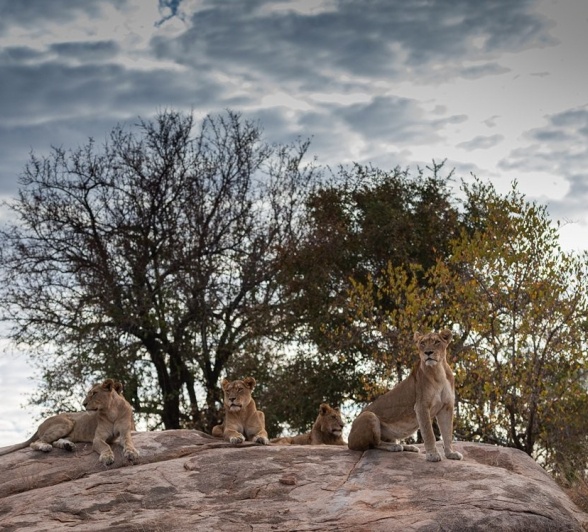 Sabi Sabi Jamiel Southern Pride On Rocky Outcrop Sabi Sabi Jamiel Southern Pride On Rocky Outcrop