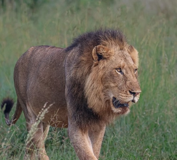 A male lion walks with purpose. 