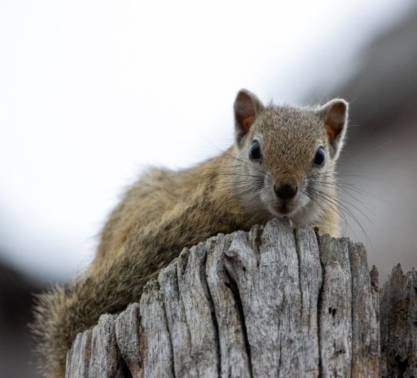 Sabi Sabi Ronald Mutero Squirrel