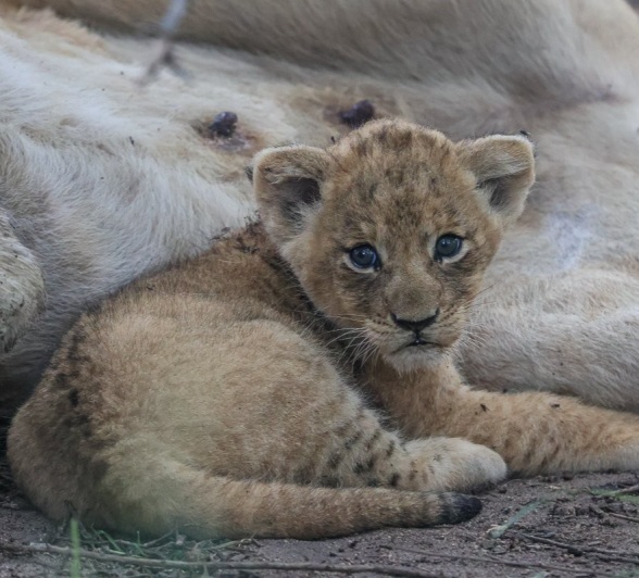 Sabi Sabi Ruan Mey Sp Lion Cub