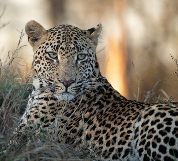 After not seeing the Makumu male leopard for some time, we found him as the sun was busy setting. 