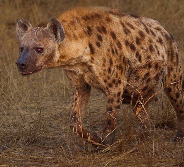 A hyena standing near its den, surveying the area for potential threats or food, with the den site scattered with remnants of past meals.