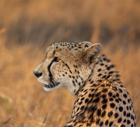 A close-up of a cheetah resting under a tree, alert and scanning its surroundings for potential prey. A close-up of a cheetah resting under a tree, alert and scanning its surroundings for potential prey.