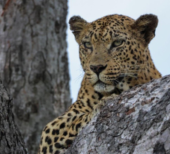 Sabi Sabi Jan Nel Mashaba Female Close Up