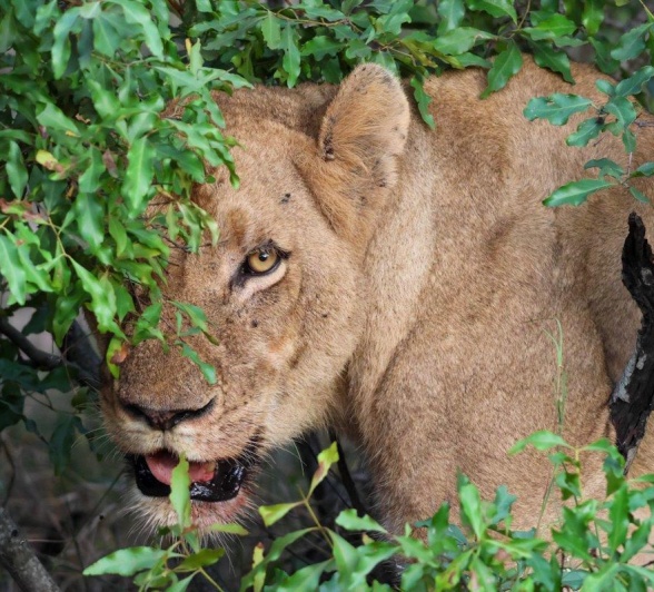 A female lion from the Southern Pride hides behind a bush. A female lion from the Southern Pride hides behind a bush.