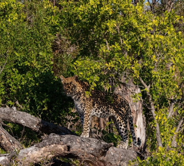 Golonyi spotted in a tree. Golonyi spotted in a tree.