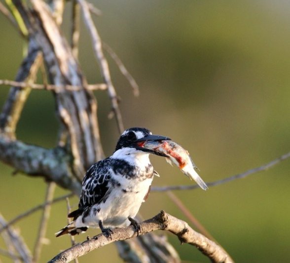 Pied Kingfisher with his catch of the day