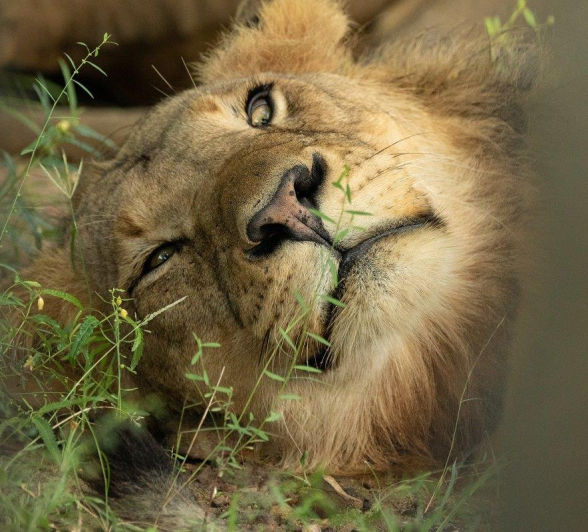 a11andries-lions.kambula-060323.jpg A11andries Lions.kambula 060323