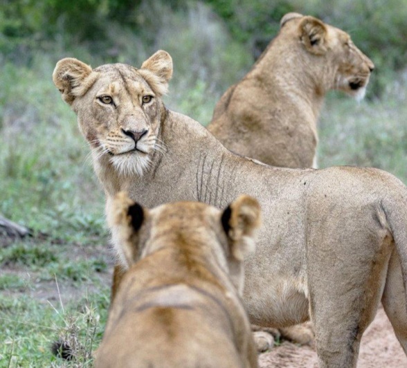 During a morning game drive, we found the Styx Pride lionesses walking along the road.