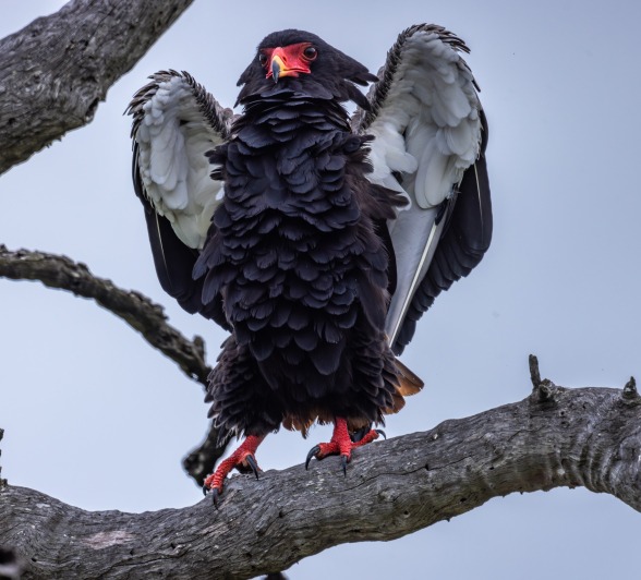 Sabi Sabi Safari Romance Bateleur
