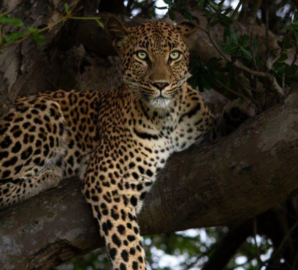 Golonyi rests in a tree. Golonyi rests in a tree.