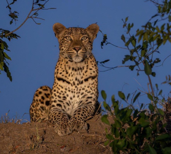Golonyi posing beautifully on a termite mound Golonyi posing beautifully on a termite mound