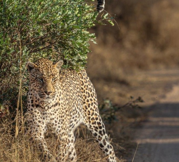 Sabi Sabi Ronald Mutero Nweti Brush Against Bush Sabi Sabi Ronald Mutero Nweti Brush Against Bush