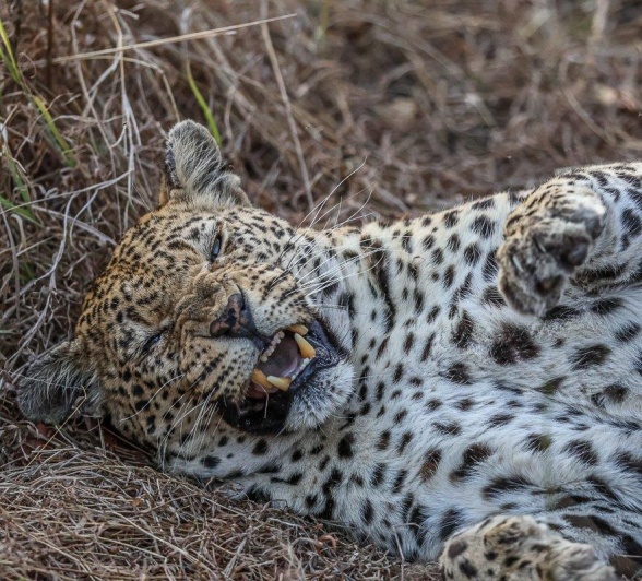Mashaba, the oldest female leopard, rolling in the grass. Mashaba, the oldest female leopard, rolling in the grass.
