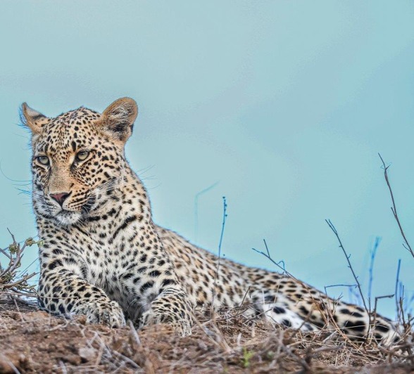 Sabi Sabi Ruan Mey Ntsumi Cub Outcrop Sabi Sabi Ruan Mey Ntsumi Cub Outcrop