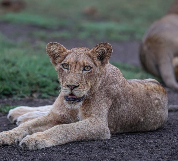 A member of the Msuthlu pride rests. A member of the Msuthlu pride rests.