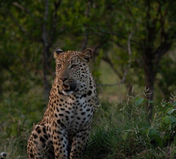 Sabi Sabi Viviane Ladner Male Leopard Portrait