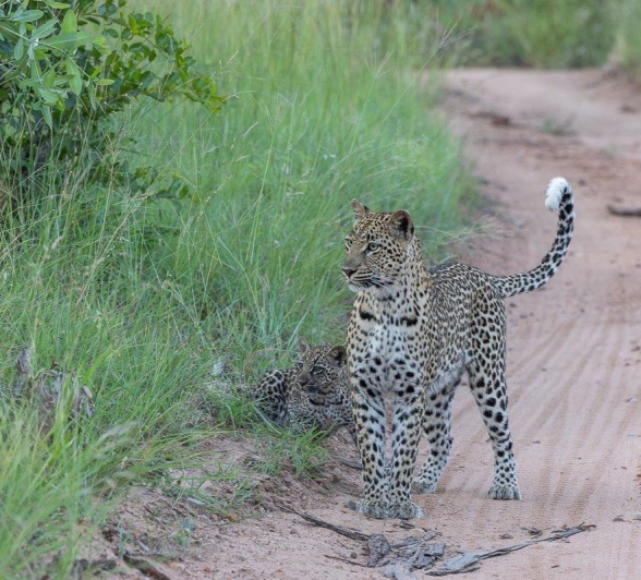 Sabi Sabi Jp Van Rooyen Golonyi Cub In Road Sabi Sabi Jp Van Rooyen Golonyi Cub In Road
