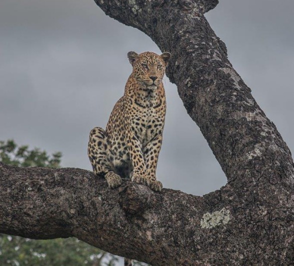 Sabi Sabi Ruan Mey Mashaba In Tree Portrait