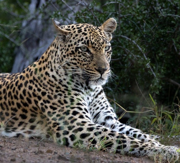 The female leopard, known as Tengile, was spotted near Sabi Sabi. 