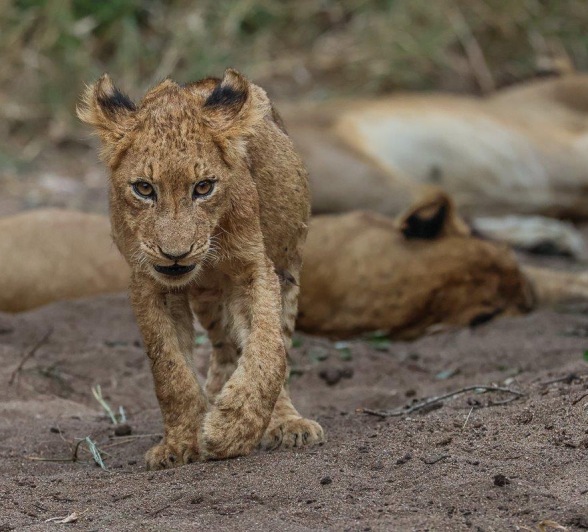 Sabi Sabi Ruan Mey Msuthlu Pide Cub