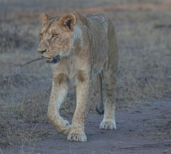 Sabi Sabi Ruan Mey Southern Pride Member Sabi Sabi Ruan Mey Southern Pride Member