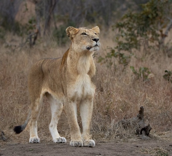 Sabi Sabi Ronald Mutero Mhangeni Lion Sabi Sabi Ronald Mutero Mhangeni Lion