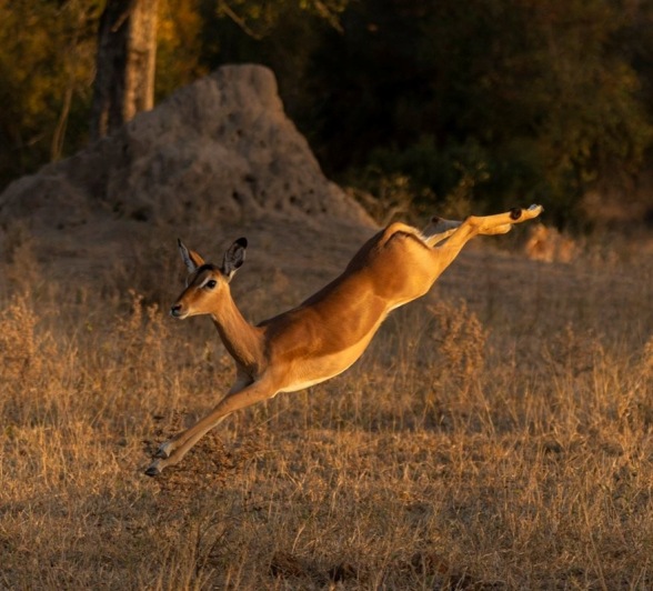 Sabi Sabi Benjamin Loon Impala Jumps
