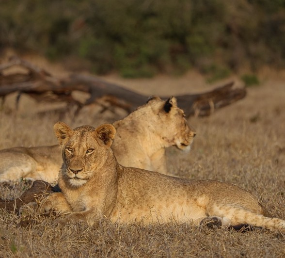 Sabi Sabi Ruan Mey Msuhtlu Lioness Sabi Sabi Ruan Mey Msuhtlu Lioness