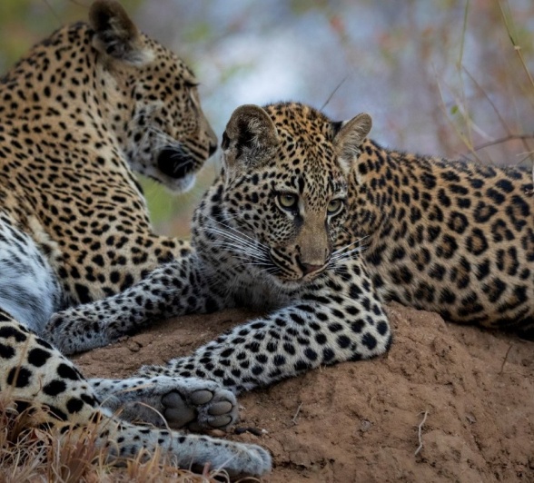 Sabi Sabi Devon Jansen Golonyi And Cub Together Sabi Sabi Devon Jansen Golonyi And Cub Together