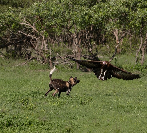 Sabi Sabi Viviane Ladner Wild Dog Pups