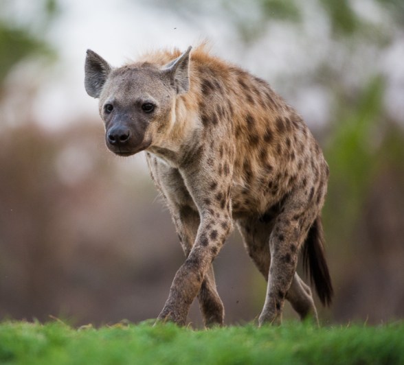 A spotted hyena prowls on green grass