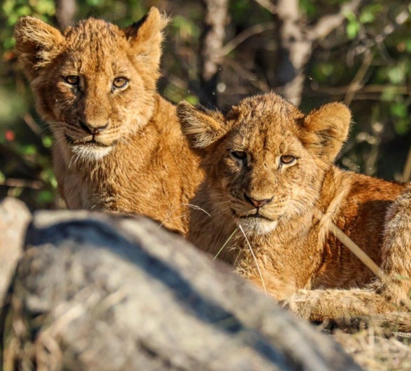 A comfortable and safe spot to spend the day A comfortable and safe spot to spend the day