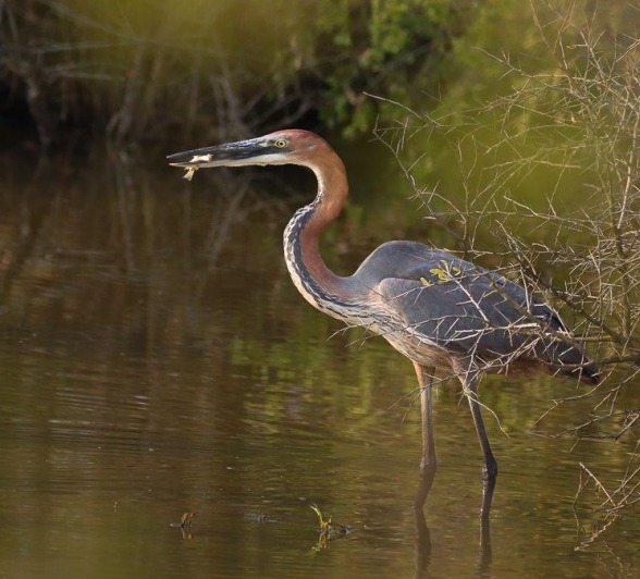 Goliath Heron successfully catching a fish from a drying waterhole. Goliath Heron successfully catching a fish from a drying waterhole.