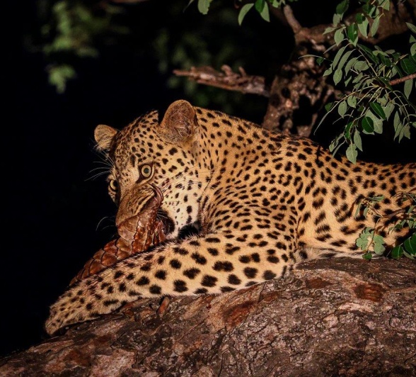 Nkuwa dines on his meal, a Temminck's pangolin, in the safety of a tree.