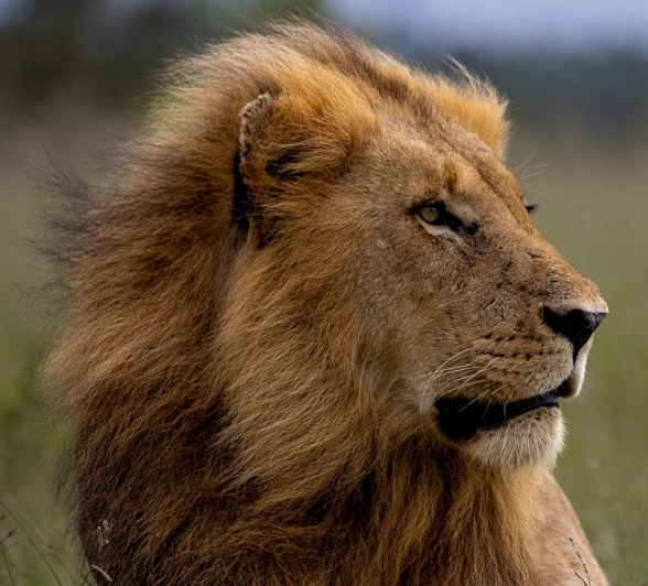 A male lion from the Kambula pride. A male lion from the Kambula pride.