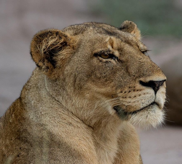 A female lion from the Msuthlu pride. A female lion from the Msuthlu pride.