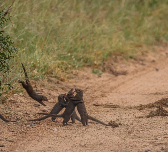 A band of mongooses play in the road. A band of mongooses play in the road.