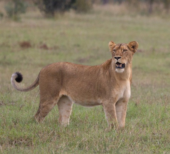 Sabi Sabi Ronald Mutero Southern Pride Member