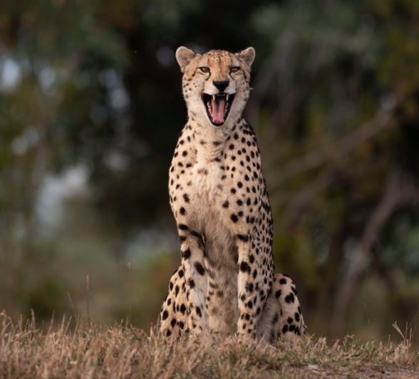 Sabi Sabi Viviane Ladner Makathini Sabi Sabi Viviane Ladner Makathini
