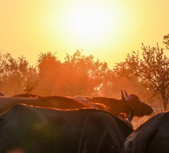 Sabi Sabi Jan Nel Buffalo Sunrise